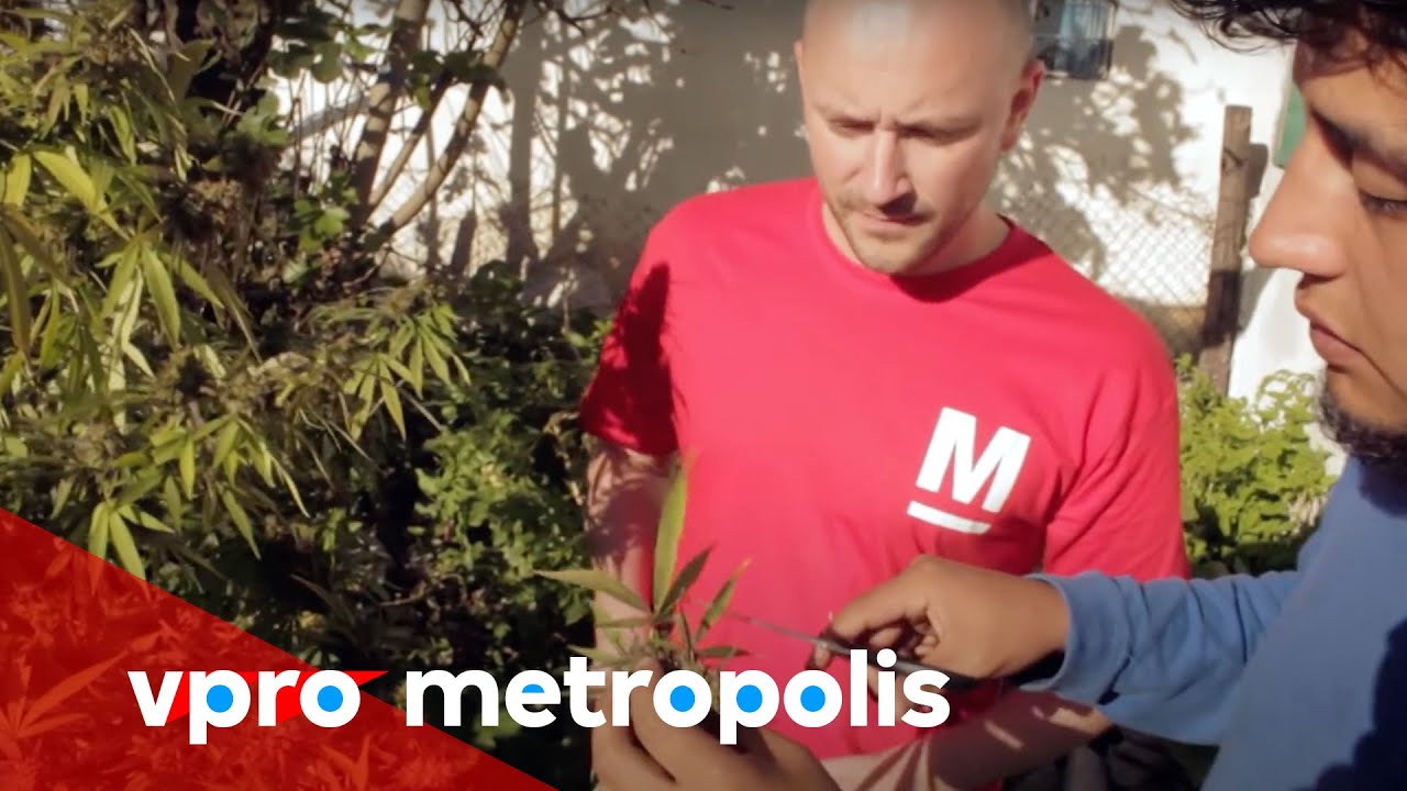 Legal weed farming in Uruguay - vpro Metropolis 2014