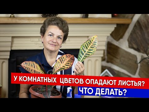 У комнатных  цветов опадают листья? Что делать?