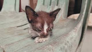 Heartwarming Rescue: Saving a Lonely Kitten Left on the Street by Rhambouy 714 views 1 year ago 4 minutes, 21 seconds