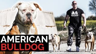 American Bulldog ein gefährlicher Kampfhund? Vorurteile, Erfahrungen und Rasseportrait mit Riccardo