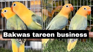 Bakwas tareen business | lovebirds breeding | AHSAN PETs by AHSAN PETs 5,762 views 9 days ago 11 minutes, 11 seconds