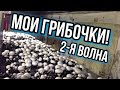 Вот такая была вторая волна! ЭТО ШАМПИНЬОНЫ! ЭТО КРАСАВЦЫ! Растут , а я радуюсь)))