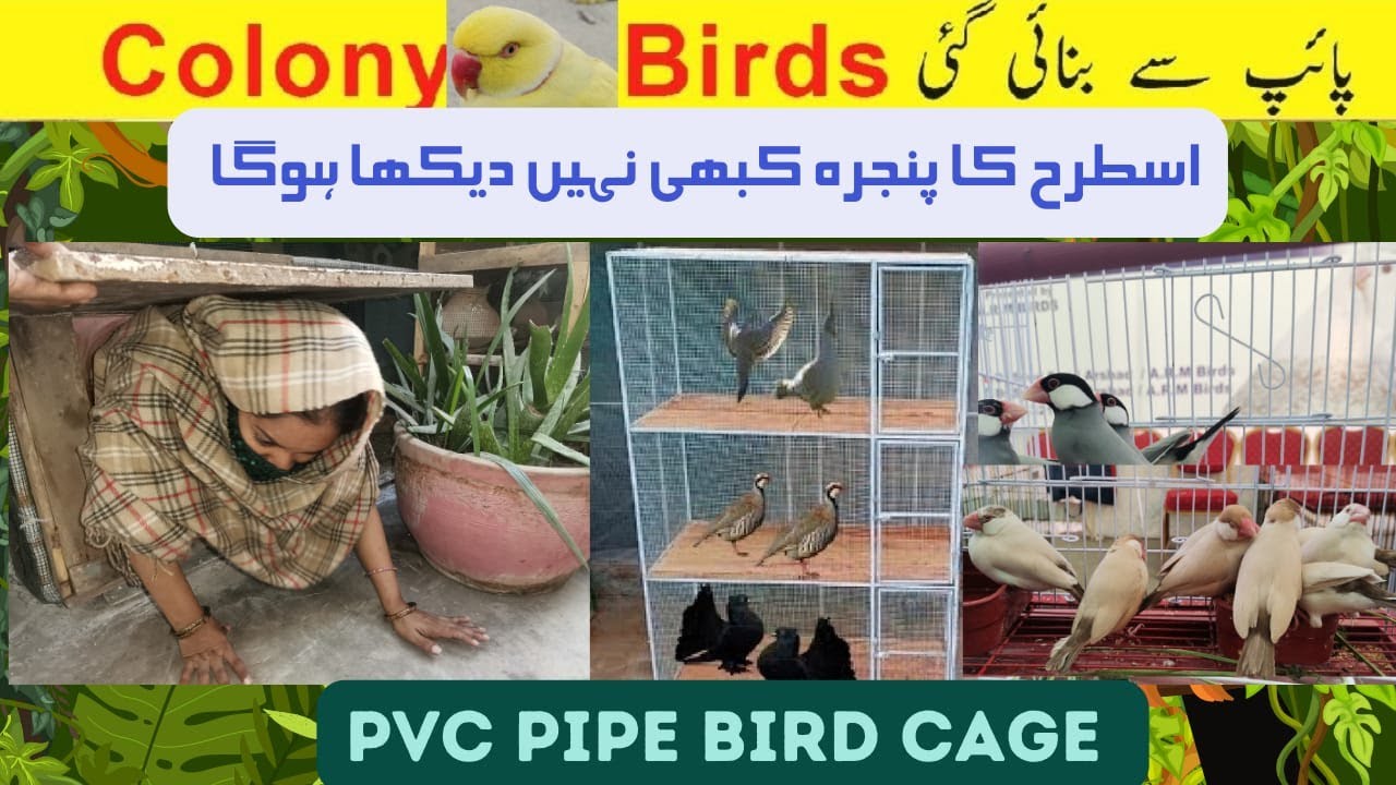PVC Pipe Cage How to Make Cheapest Cage Design Low Cost Breeding