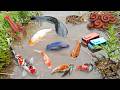Colorful surprise eggs lobster snake cichlid betta fish turtle butterfly fish goby fish