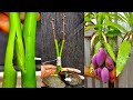 Best techniques on mango grafting...