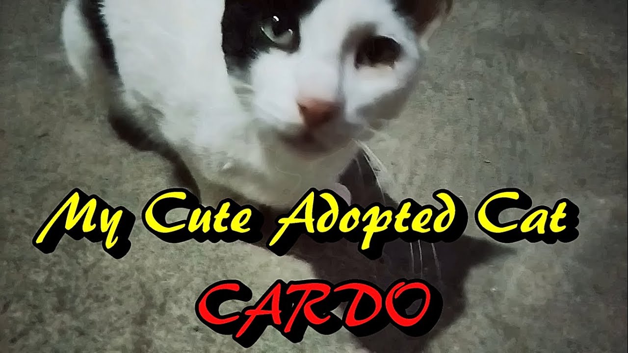 Adopt a Pet: Cardo the cat