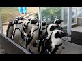 ペンギンさん、帰宅 (The penguins come home.)