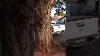 Antiga República #shortsvideo #videoviral #vlog #shortvideo #novafase #passado #maringa