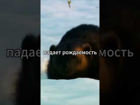 Росомаха - Легенда #животные #звери #жиза #природа #росомаха #царь