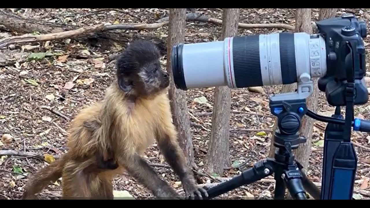 National Geographic Wildlife Intelligence Project: Inspired by Jane Goodall & the Templeton Prize