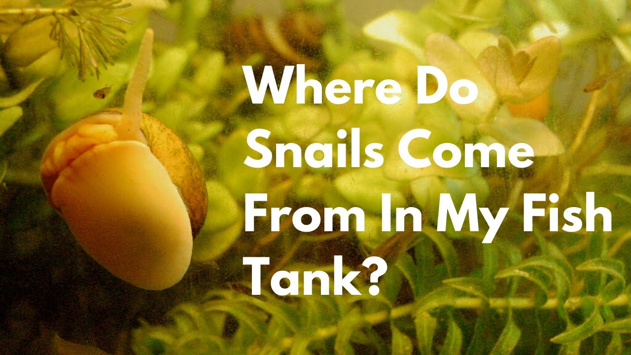 Where Do Snails Come From In My Fish Tank?