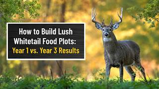 How to Build Lush Whitetail Food Plots: Year 1 vs. Year 3 Results