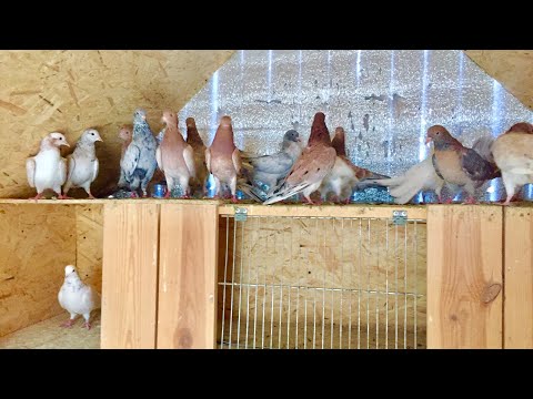 Мраморные Бакинские голуби обзор очередной тренировки! Training my pigeons.