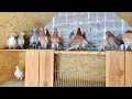 Мраморные Бакинские голуби обзор очередной тренировки! Training my pigeons.