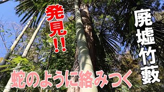 杉の木と竹が支えあっている‼竹藪の中で発見