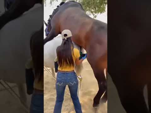How A Horse Sex Female Horse 😁 #horse