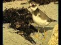 Migración de aves en el estrecho de Gibraltar parte 3 de 4