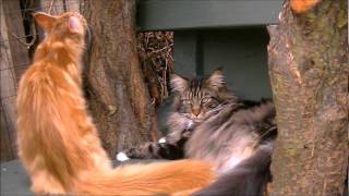 Catio ... Maine Coon fun by Mark4799 168,033 views 12 years ago 2 minutes, 11 seconds