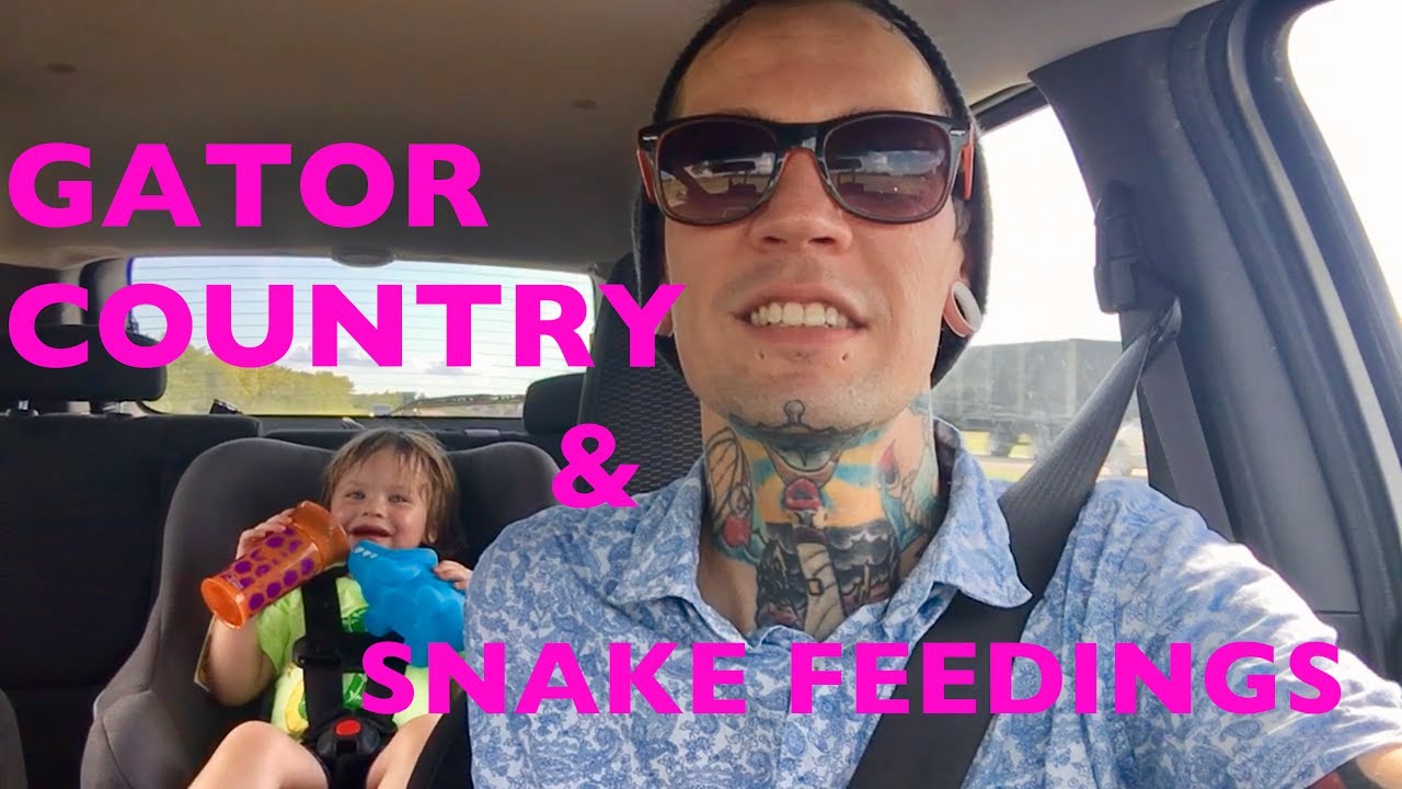 venomous snakes in north america GATOR COUNTRY!!! + Snake Feedings