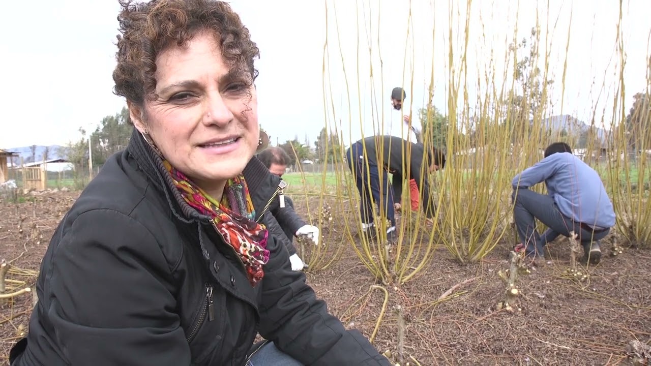 Cosecha del Sauce de mimbre