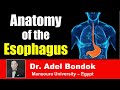 Anatomy of the Esophagus, Dr Adel Bondok