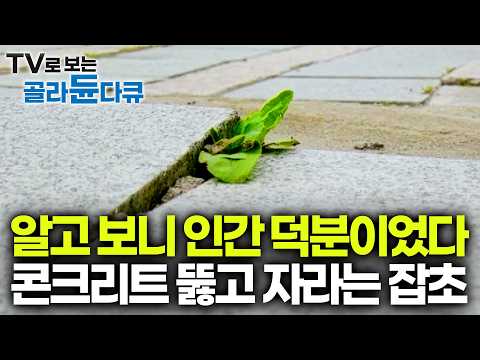 The tenacity of weeds that don't die even when trampled by buses. They actually thrive in difficu...
