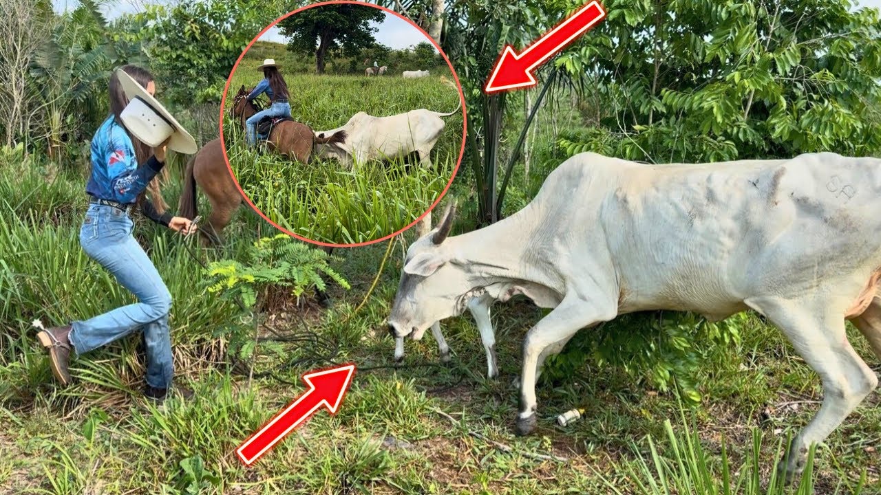 ENFRENTANDO AS VACAS PERIGOSAS DA FAZENDA 😱