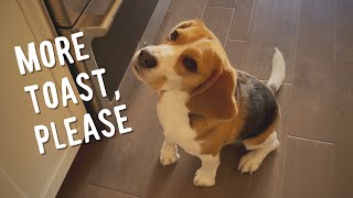 Cute beagle wakes up, demands toast