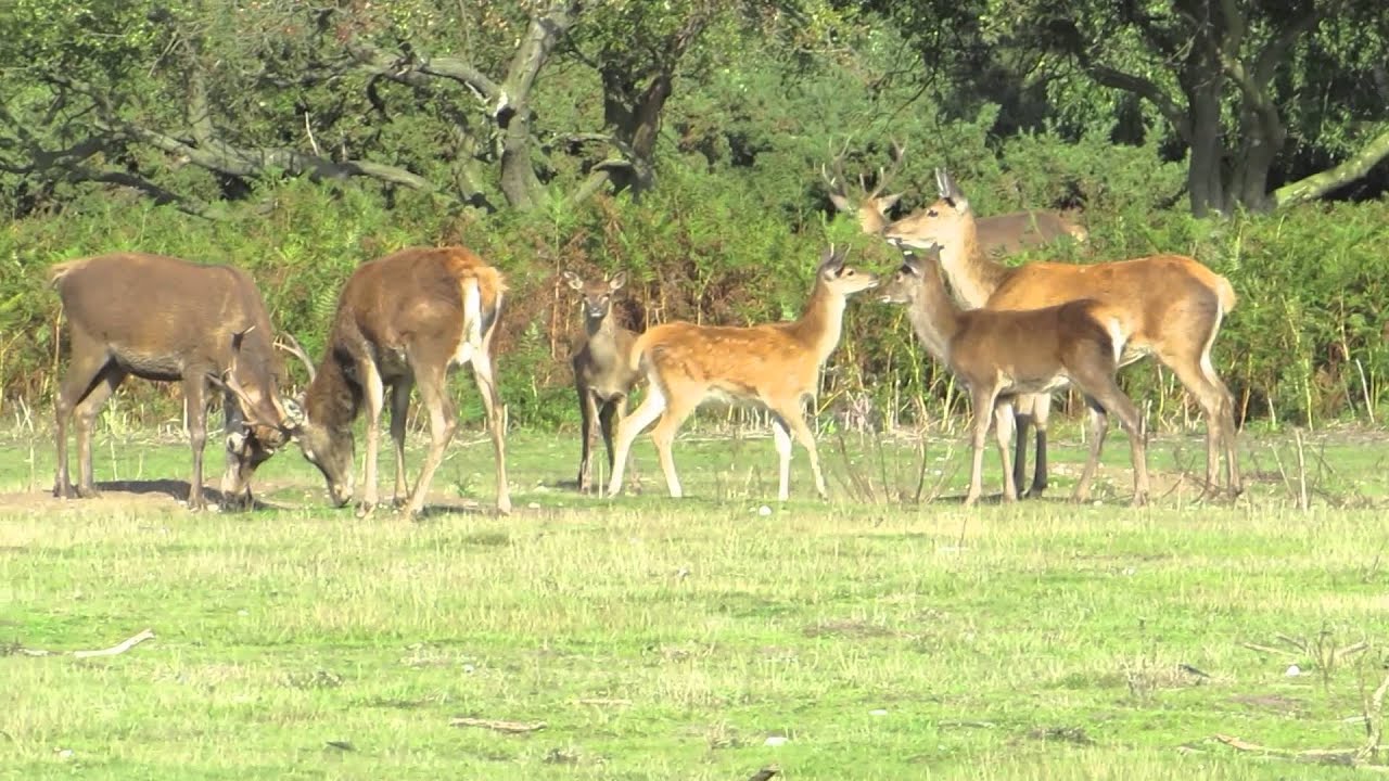 minsmere deer safari