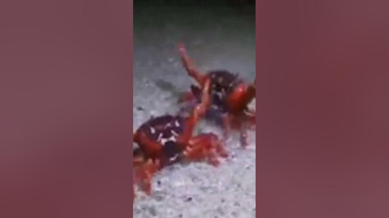 бебрики - YouTube