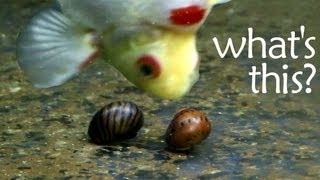 Adding Nerite Snails To My Tank