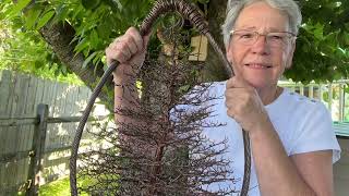 Artist of Only Trees (Large Copper Pine Tree that hangs outside)