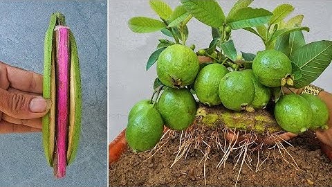 Unique Skill Propagation Guava🍌🍌 Tree Growing Fast Use Banana Fruit// Khattak Farming