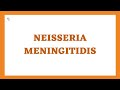 Neisseria Meningitidis or Meningococcus (Gram Negative Coccus) | Med Zukhruf