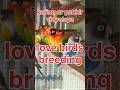 love birds 2024&amp;2025 #short 💯💢💥