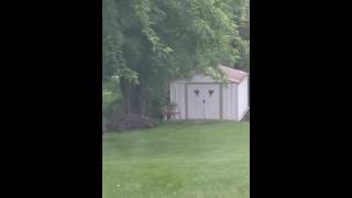 Turkeys in the yard