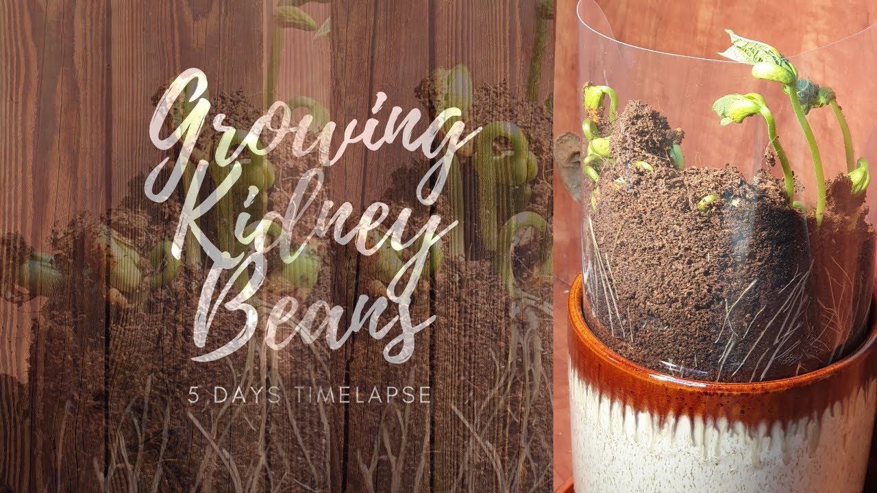 GROWING KIDNEY BEANS YouTube