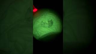 Stalking Sphynx Kittens Using Night Vision 🩻👀#hairlesscats #dwarf #elf #nightvision #foryoupage