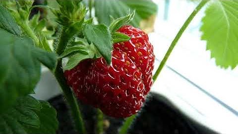 Visualization of in-place comparative sorting algorithms