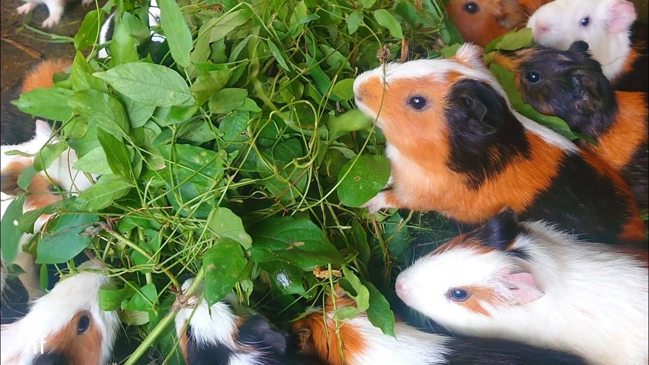Cute Guinea pig, baby animals eating ASMR, guinea pig eating mountain grass and leaves for lunch 