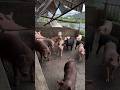 Interesting Pigs Farming 🐖 #pig #viral #animals #pigfarming #pigfeed