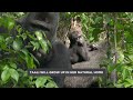 Taali The Wild-Born Baby Gorilla&#39;s First Birthday