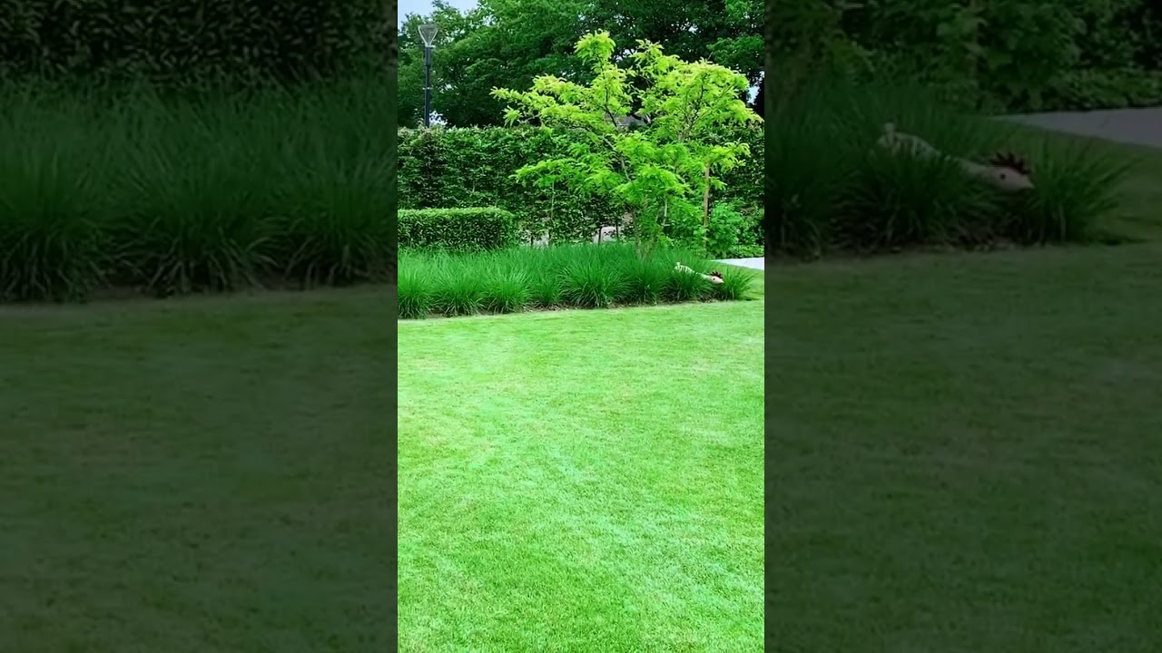 Ruim opgezette tuin bij villa in Waalre. 