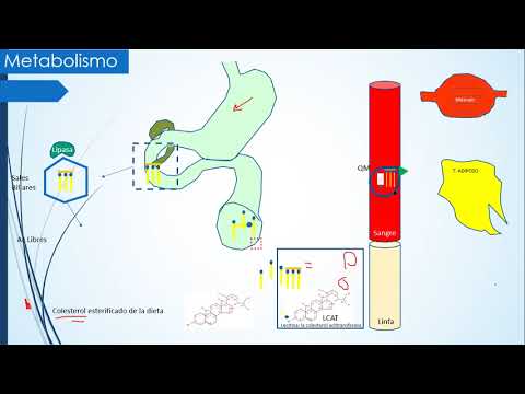 Metabolismo de los Lípidos