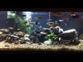 180 Gallon AFRICAN CICHLID Aquarium