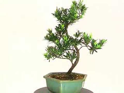 Chinesische Steineibe Podocarpus Macrophylla Bonsai Zentrum