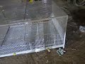 cats cage