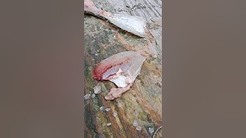 Cleaning Crappie with an Electric Fillet Knife. Fast, Easy and Simple!