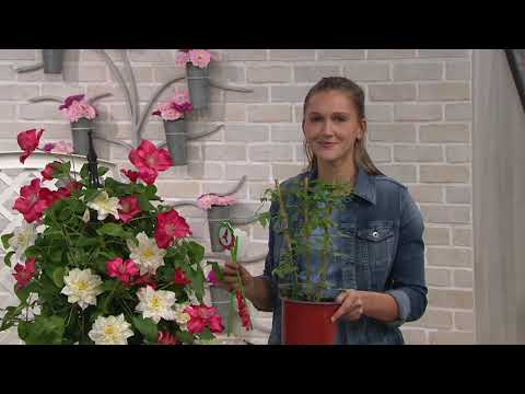 Video: Kweek liatris-plante in houers - wenke om liatris in potte te plant