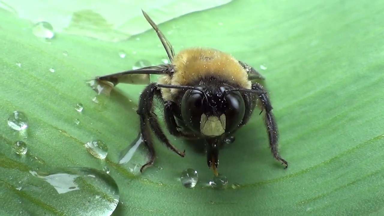 Bee Dying In My Garden HQ HD YouTube